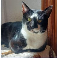 Verschmuster Robert bei München (ALO), Kater zur Adoption