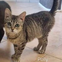 Polly, Katze zur Adoption