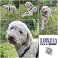 RAFFAELLO * unkomplizierter Begleiter, Hund zur Adoption