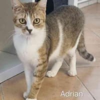 Adrian, Kater zur Adoption