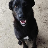 Schwarz (15kg)mit blütenweißem Charakter, Hündin zur Adoption