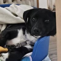 Darcy, 6 Monate, lebhaft, verspielt, Hündin zur Adoption