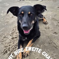 🚨DRINGEND: Pflegestelle für Shila gesuc, Hündin zur Adoption