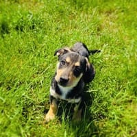 Rory ein toller Dackelmix, Hund zur Adoption