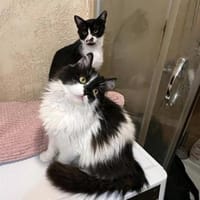 Mika & Soul ~1J suchen Zuhause zusammen, Kater zur Adoption