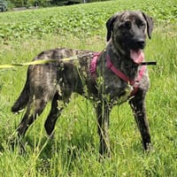🐾 Ares  freundlicher Riese, Hund zur Adoption