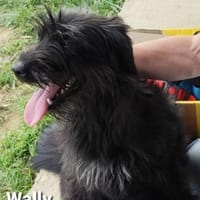 Wally, kl. zauberhaftes Strubbel-Mädel, Hündin zur Adoption