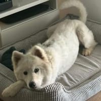 Über Halvar, die freundliche Samojedin, Hündin zur Adoption