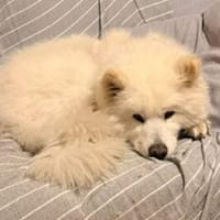 Samojedenrüde Luka, Hund zur Adoption