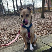 MORTAZA ° kleiner Sonnenschein, Hund zur Adoption