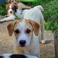 Riesenbaby Remus sucht Familie, Hund zur Adoption