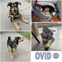 OVID -Rundum toller Jundhund-, Hund zur Adoption