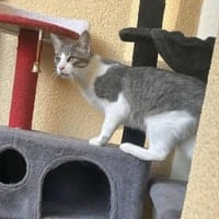 Darko 11 Monate m sucht seinen Balkon, Kater zur Adoption