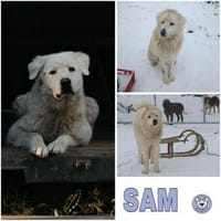 SAM -toller Maremmano Rüde-, Hund zur Adoption