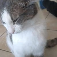 Odin m~1J such liebevolles zuhause, Kater zur Adoption