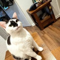 Lieblingsmenschen fürs Leben gesucht, Katze zur Adoption
