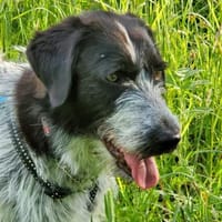 Melenios, großer Traumhund in Frankfurt, Hund zur Adoption