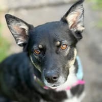Dreibeinchen Ayka❤ sucht ihr Zuhause, Hündin zur Adoption