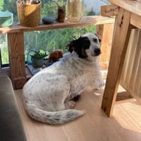 🐾 Valentina sucht ihr Zuhause 🐾, Hündin zur Adoption