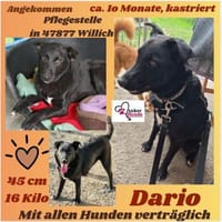 💙Dario💙 sucht seine Familie, Hund zur Adoption