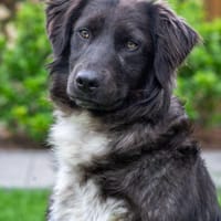 Anubis, Hündin zur Adoption