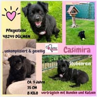 💖Casimira💖 sucht ein schönes Zuhause, Hündin zur Adoption