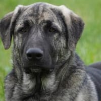 Möchten Sie Bueno bei sich aufnehmen?, Hund zur Adoption