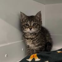 TINA, chatte à adopter