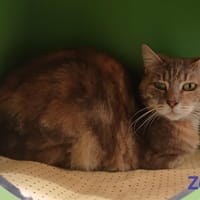Zoé, chatte à adopter