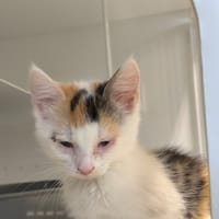 LORIE, chatte à adopter