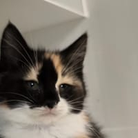 DIANA Réservée, chatte à adopter
