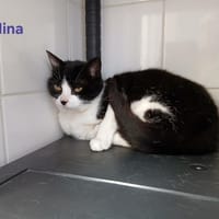 Nina, chatte à adopter