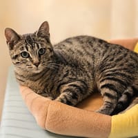 Jaguar, chat à adopter