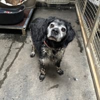 ARCHANGE, chien à adopter