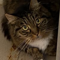 FRANCIS, chat à adopter
