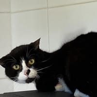 COCO, chat à adopter