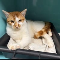 Rouky, chat à adopter