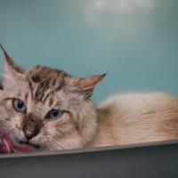 ACHILLE HAB17631, chat à adopter