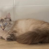 CAROLINE, chatte à adopter