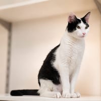 Ares, chat à adopter