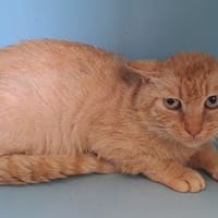 ORIATO QCT, chat à adopter
