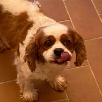 PAQUITA, chienne à adopter