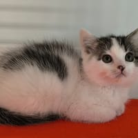 FANETTE, chatte à adopter