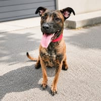 GITANE, chienne à adopter