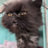PABLO, chat à adopter