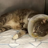 SIMBA, chat à adopter