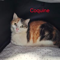 Coquine, chatte à adopter