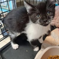 BLUE, chatte à adopter