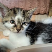 DRAGIBUSS, chatte à adopter