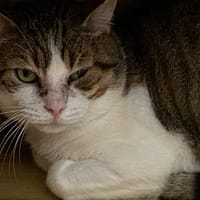 JOHN, chat à adopter